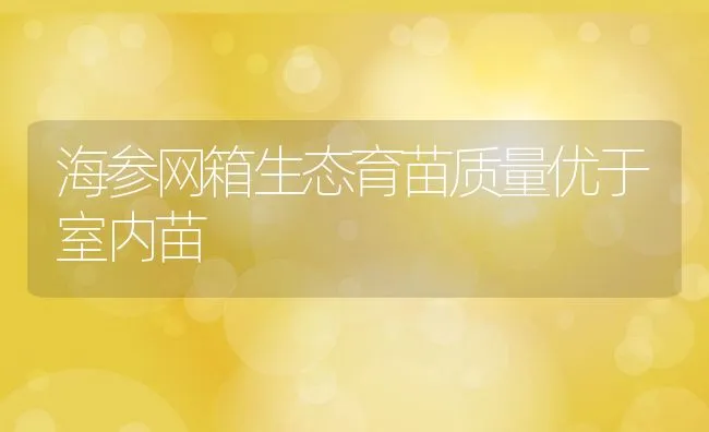 海参网箱生态育苗质量优于室内苗 | 动物养殖饲料