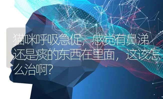 猫咪呼吸急促，感觉有鼻涕还是痰的东西在里面，这该怎么治啊？ | 动物养殖问答