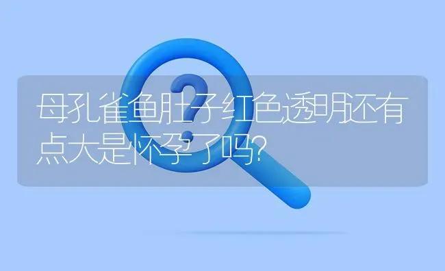 母孔雀鱼肚子红色透明还有点大是怀孕了吗？ | 鱼类宠物饲养