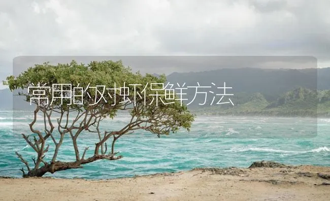 常用的对虾保鲜方法 | 海水养殖技术