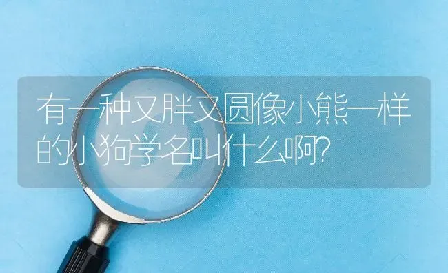 有一种又胖又圆像小熊一样的小狗学名叫什么啊？ | 动物养殖问答