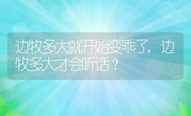 边牧多大就开始变乖了,边牧多大才会听话？ | 宠物百科知识