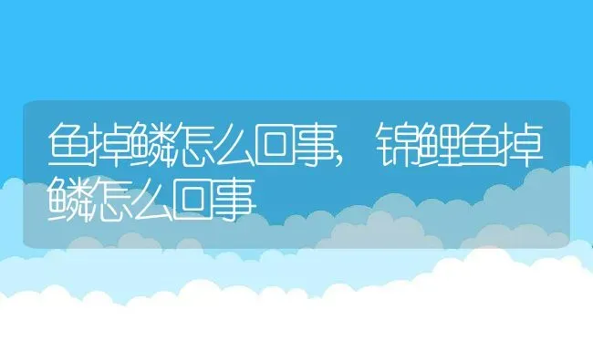 鱼掉鳞怎么回事,锦鲤鱼掉鳞怎么回事 | 宠物百科知识