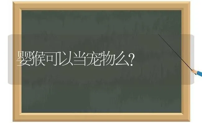 婴猴可以当宠物么？ | 动物养殖问答