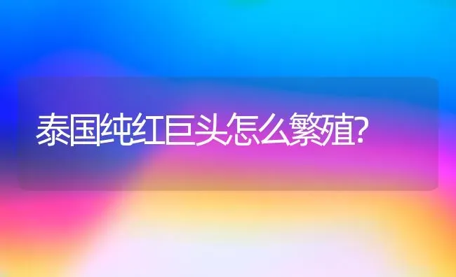 泰国纯红巨头怎么繁殖？ | 动物养殖问答