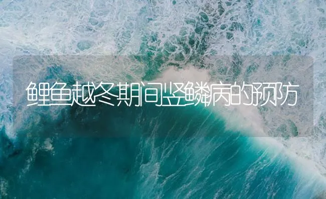 鲤鱼越冬期间竖鳞病的预防 | 海水养殖技术