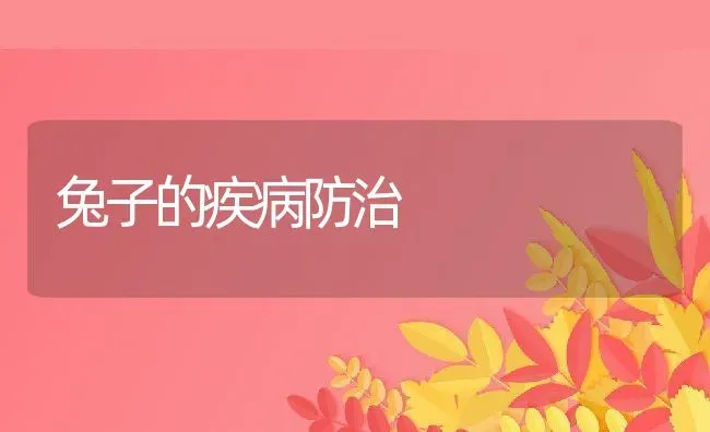 兔子的疾病防治 | 动物养殖教程