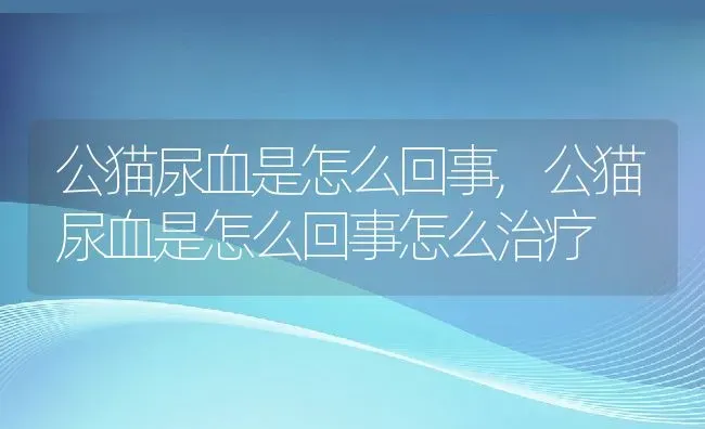 公猫尿血是怎么回事,公猫尿血是怎么回事怎么治疗 | 宠物百科知识