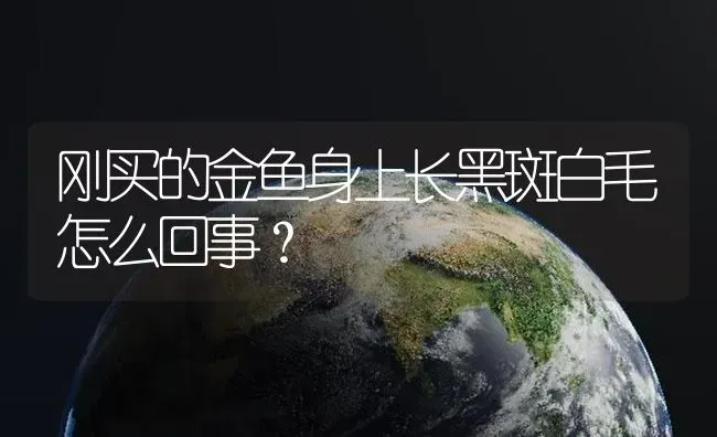 弹涂鱼怎么捉？ | 鱼类宠物饲养