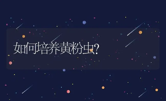 如何培养黄粉虫？ | 动物养殖学堂