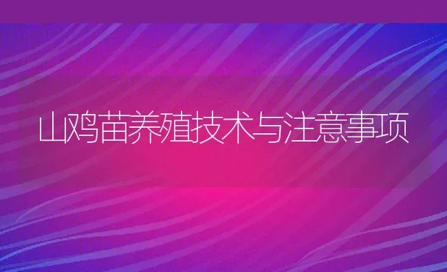 山鸡苗养殖技术与注意事项 | 动物养殖百科