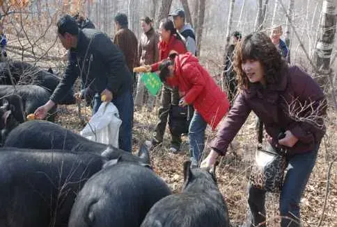 大学生店主网上热卖黑猪肉