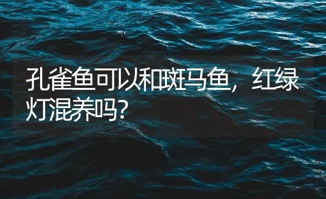 孔雀鱼可以和斑马鱼，红绿灯混养吗？ | 鱼类宠物饲养