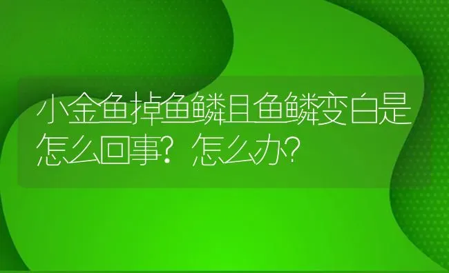 小金鱼掉鱼鳞且鱼鳞变白是怎么回事?怎么办？ | 鱼类宠物饲养