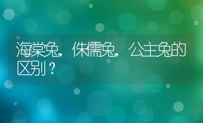 海棠兔，侏儒兔，公主兔的区别？ | 动物养殖问答