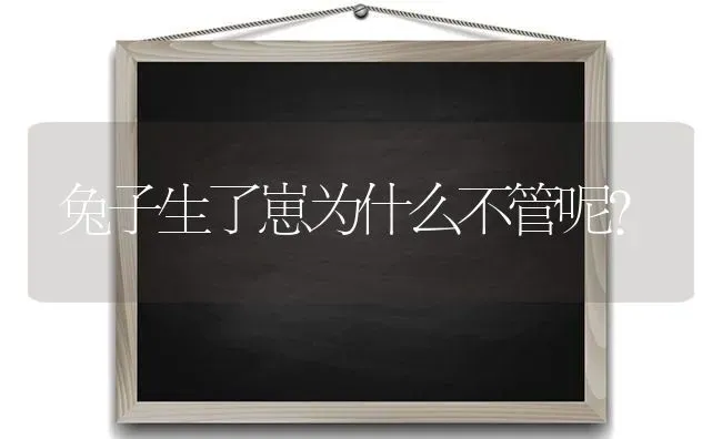 兔子生了崽为什么不管呢？ | 动物养殖问答