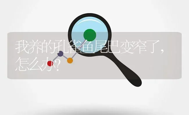 我养的孔雀鱼尾巴变窄了，怎么办？ | 鱼类宠物饲养