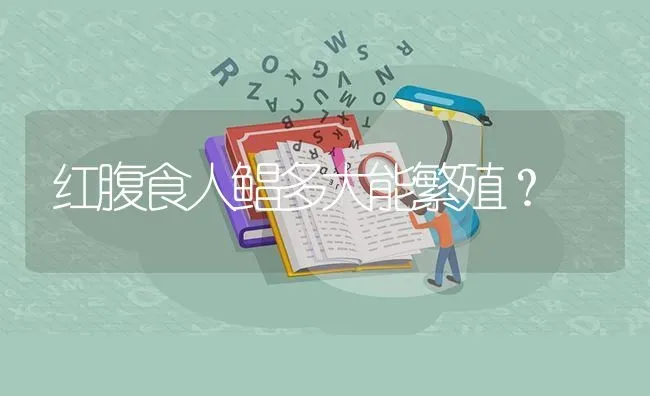 红腹食人鲳多大能繁殖？ | 鱼类宠物饲养