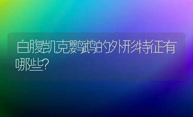 白腹凯克鹦鹉的外形特征有哪些？ | 动物养殖问答