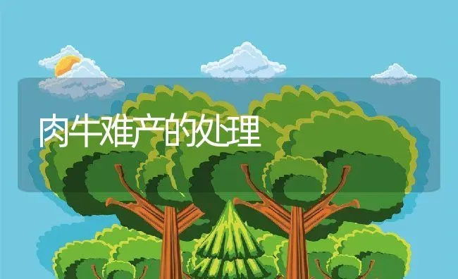 肉牛难产的处理 | 动物养殖教程