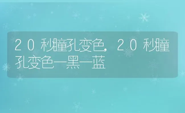 20秒瞳孔变色,20秒瞳孔变色一黑一蓝 | 宠物百科知识