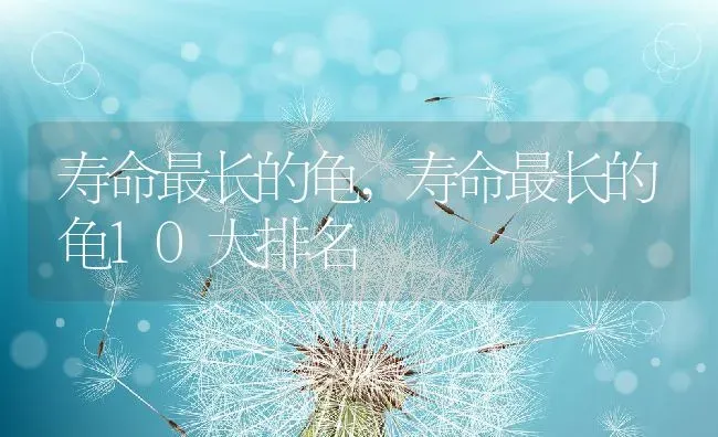 寿命最长的龟,寿命最长的龟10大排名 | 宠物百科知识