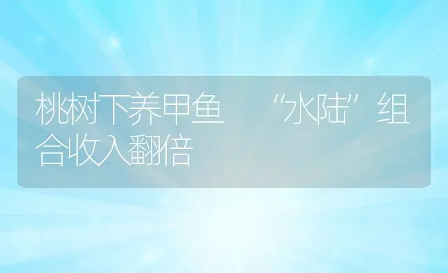 桃树下养甲鱼 “水陆”组合收入翻倍 | 动物养殖教程