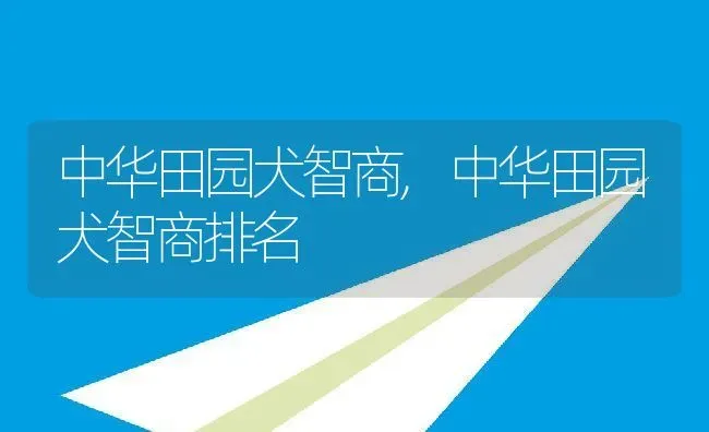 中华田园犬智商,中华田园犬智商排名 | 宠物百科知识