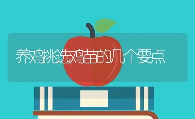 养鸡挑选鸡苗的几个要点 | 动物养殖教程