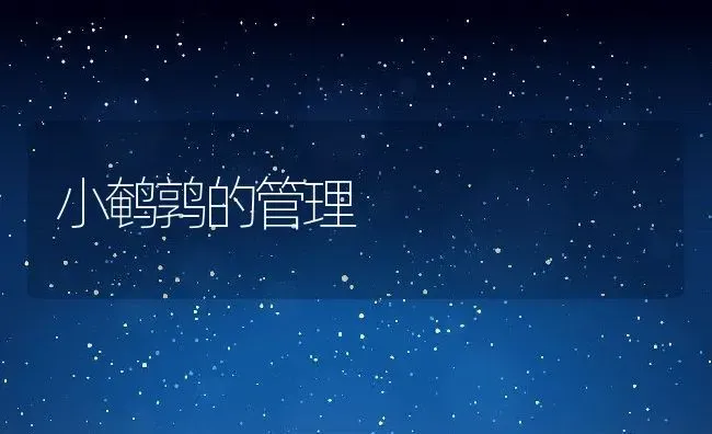 小鹌鹑的管理 | 动物养殖教程