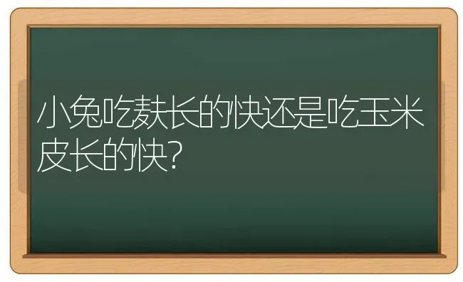 小兔吃麸长的快还是吃玉米皮长的快？ | 动物养殖问答