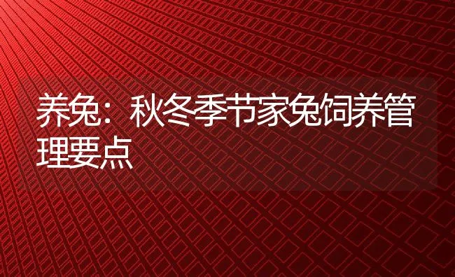 养兔：秋冬季节家兔饲养管理要点 | 动物养殖饲料