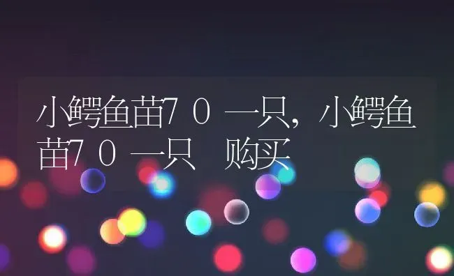 小鳄鱼苗70一只,小鳄鱼苗70一只 购买 | 宠物百科知识