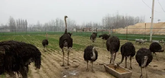 养鸵鸟赚钱吗？一只鸵鸟养殖成本利润是多少