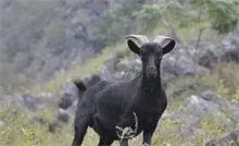 马山黑山羊在广西叫响