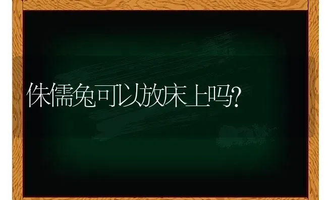 侏儒兔可以放床上吗？ | 动物养殖问答