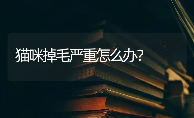 猫咪掉毛严重怎么办？ | 动物养殖问答