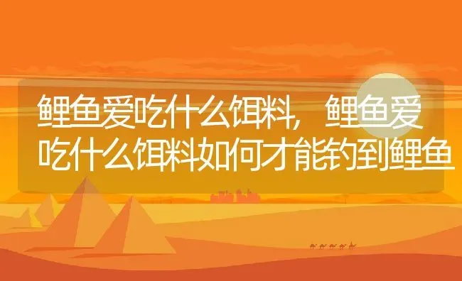 鲤鱼爱吃什么饵料,鲤鱼爱吃什么饵料如何才能钓到鲤鱼 | 宠物百科知识