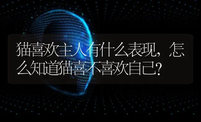 猫喜欢主人有什么表现，怎么知道猫喜不喜欢自己？ | 动物养殖问答