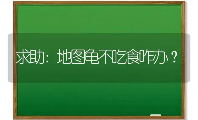 求助：地图龟不吃食咋办？ | 动物养殖问答