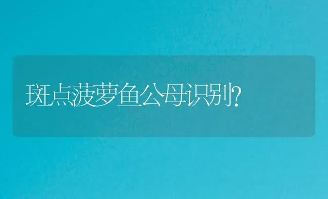 斑点菠萝鱼公母识别？ | 鱼类宠物饲养