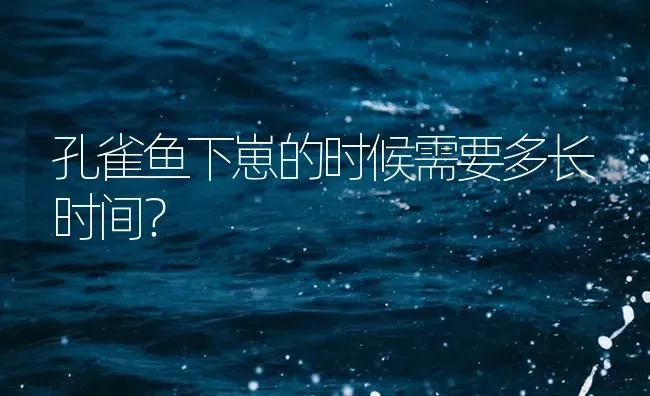 孔雀鱼下崽的时候需要多长时间？ | 鱼类宠物饲养