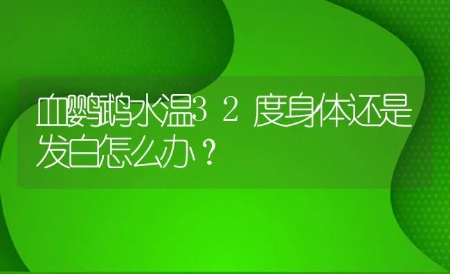 血鹦鹉水温32度身体还是发白怎么办？ | 鱼类宠物饲养