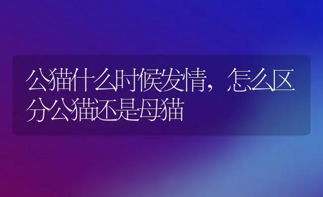 公猫什么时候发情,怎么区分公猫还是母猫 | 宠物百科知识