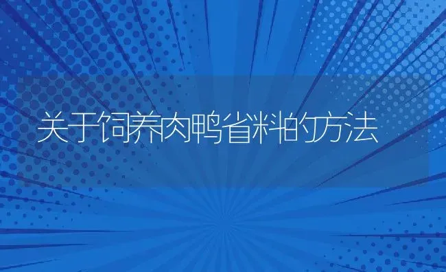 关于饲养肉鸭省料的方法 | 动物养殖教程