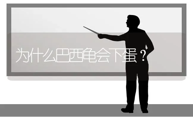 为什么巴西龟会下蛋？ | 动物养殖问答