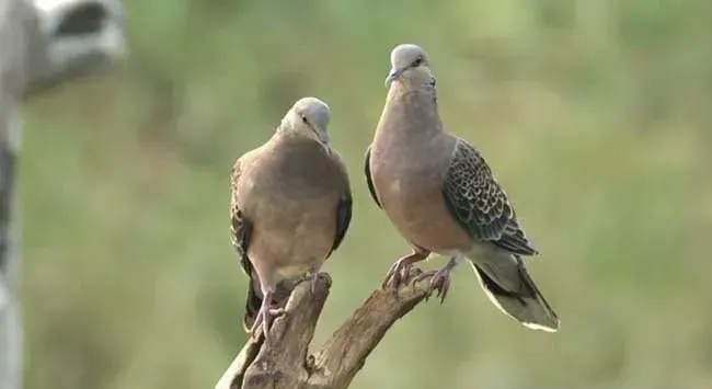 珠颈斑鸠介绍