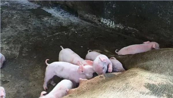 养猪对于猪种饲喂消毒的技巧分享