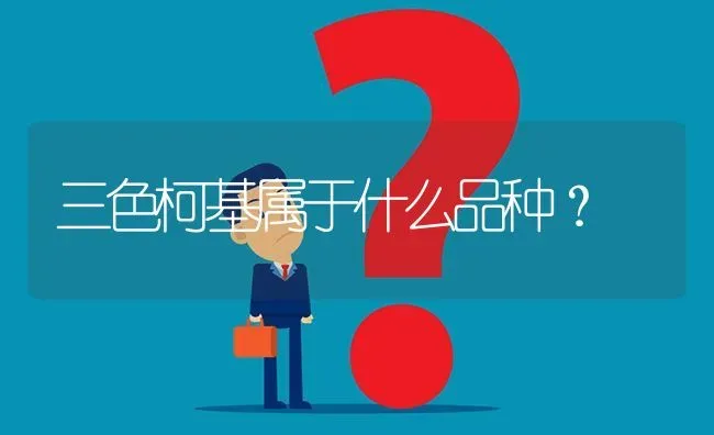 三色柯基属于什么品种？ | 动物养殖问答