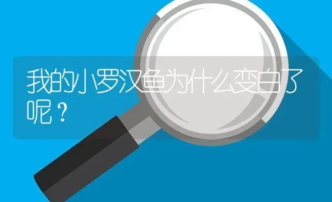 我的小罗汉鱼为什么变白了呢？ | 鱼类宠物饲养